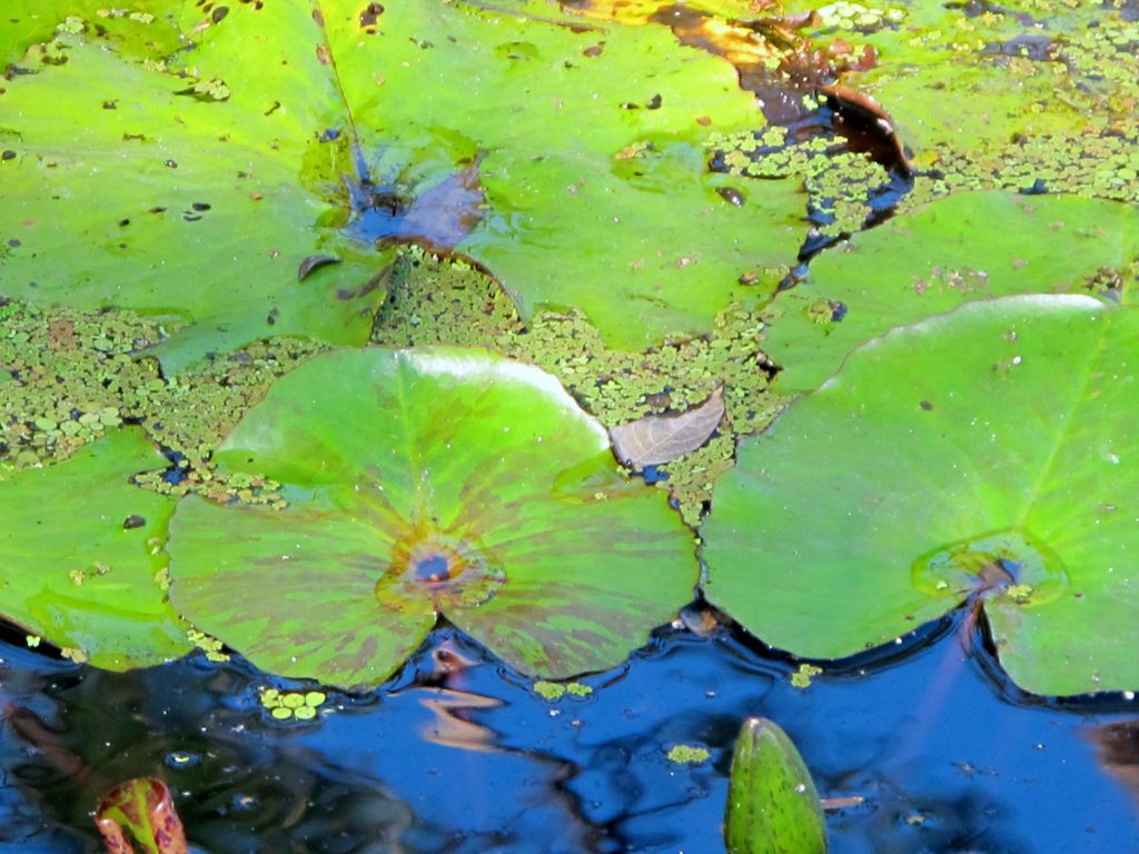 “Frog Pad” All Day I Dream About Art